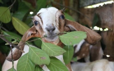 මරණයට කැපවූ එළුවකු බේරා ගැනීම (Project Second Chance – Goat Rescue)