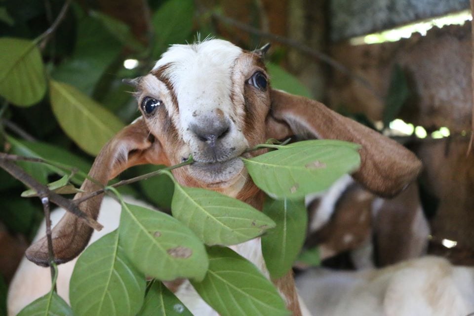 මරණයට කැපවූ එළුවකු බේරා ගැනීම (Project Second Chance – Goat Rescue)